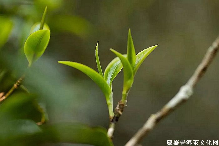 細(xì)品「倚邦貢茶」之帝王氣息！