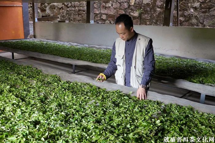 預(yù)告||2020年云南一山一味春茶品評推薦會(huì)