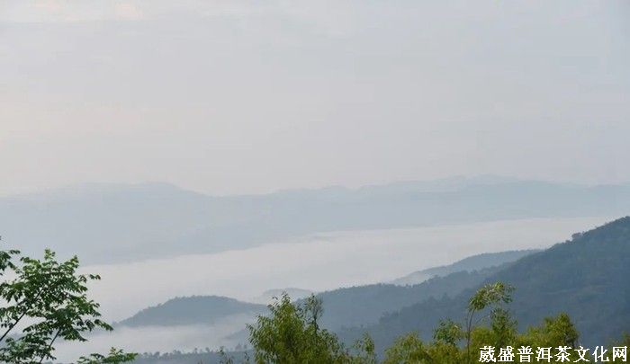 《云南茶界名人錄》︱張明春：茶葉、藝術(shù)、文化，三者并行齊力助推云茶發(fā)展